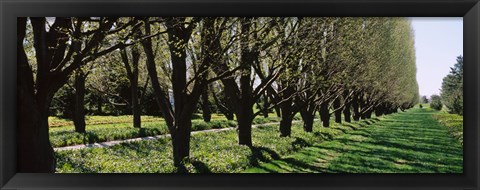 Framed Trees along a walkway in a botanical garden, Niagara Falls, Ontario, Canada Print