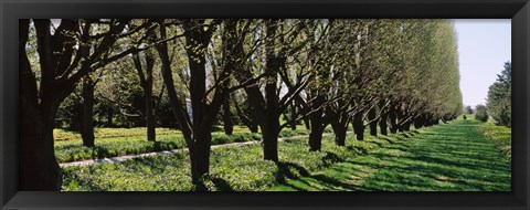 Framed Trees along a walkway in a botanical garden, Niagara Falls, Ontario, Canada Print