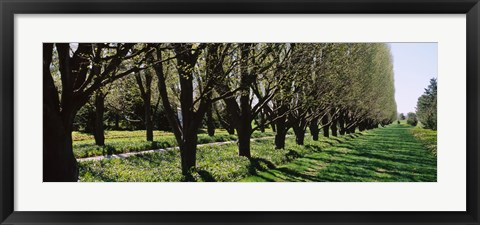 Framed Trees along a walkway in a botanical garden, Niagara Falls, Ontario, Canada Print