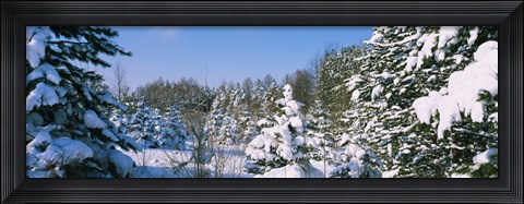Framed Snow covered trees in a forest, New York State, USA Print