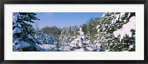 Framed Snow covered trees in a forest, New York State, USA Print