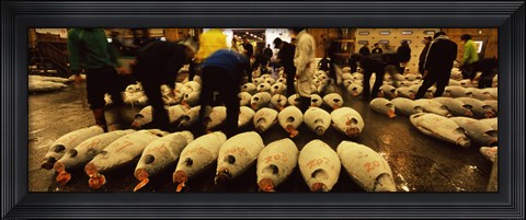 Framed People examining tuna in a fish auction, Tsukiji Fish Market, Tsukiji, Tokyo Prefecture, Kanto Region, Honshu, Japan Print