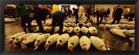 Framed People examining tuna in a fish auction, Tsukiji Fish Market, Tsukiji, Tokyo Prefecture, Kanto Region, Honshu, Japan Print