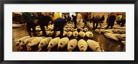 Framed People examining tuna in a fish auction, Tsukiji Fish Market, Tsukiji, Tokyo Prefecture, Kanto Region, Honshu, Japan Print