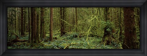 Framed Trees in a forest, Hoh Rainforest, Olympic Peninsula, Washington State, USA Print