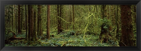 Framed Trees in a forest, Hoh Rainforest, Olympic Peninsula, Washington State, USA Print