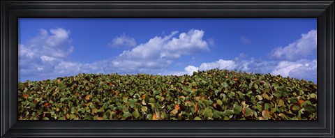 Framed Sea grapes (Coccoloba uvifera) in a field, East End, Anguilla Print