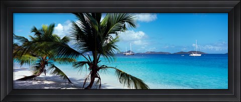 Framed Palm trees on the beach, Salomon Beach, Virgin Islands National Park, St. John, US Virgin Islands Print
