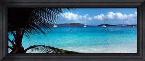 Framed Palm tree on the beach, Salomon Beach, Virgin Islands National Park, St. John, US Virgin Islands Print