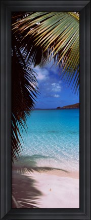 Framed Palm tree on the beach, Maho Bay, Virgin Islands National Park, St. John, US Virgin Islands Print