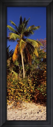 Framed Trees on the beach, Cinnamon Bay, Virgin Islands National Park, St. John, US Virgin Islands Print