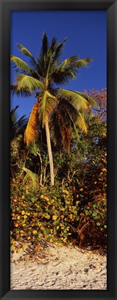 Framed Trees on the beach, Cinnamon Bay, Virgin Islands National Park, St. John, US Virgin Islands Print