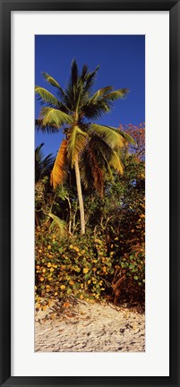 Framed Trees on the beach, Cinnamon Bay, Virgin Islands National Park, St. John, US Virgin Islands Print