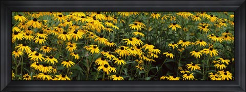 Framed Field of Black-Eyed Susan flowers Print