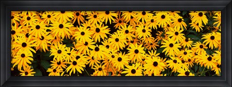 Framed Black-Eyed Susan flowers growing in a field Print