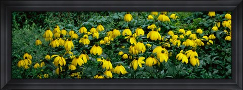 Framed Autumn Sun Coneflower (Rudbeckia nitida) growing in a field Print