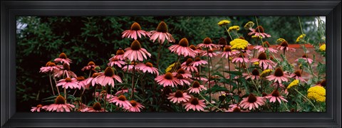 Framed Eastern Purple coneflower (Echinacea purpurea) in a forest Print