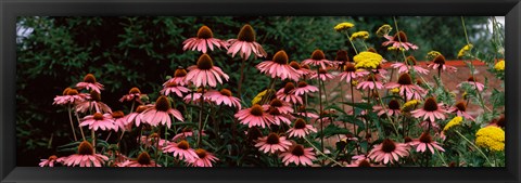 Framed Eastern Purple coneflower (Echinacea purpurea) in a forest Print