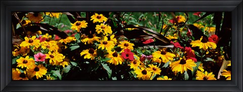 Framed Close-up of flowers growing in a field Print