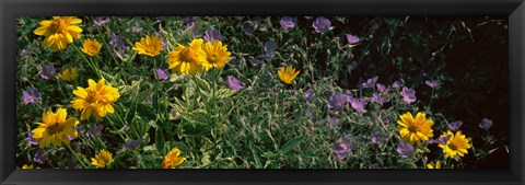 Framed Flowers in a botanical garden, Buffalo And Erie County Botanical Gardens, Buffalo, Erie County, New York State Print