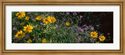 Framed Flowers in a botanical garden, Buffalo And Erie County Botanical Gardens, Buffalo, Erie County, New York State Print