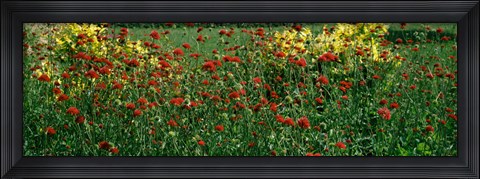 Framed Buffalo And Erie County Botanical Gardens, Buffalo, Erie County, New York State Print