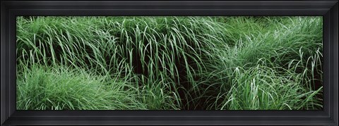 Framed Close-up of Fall-Blooming Reed Grass (Calamagrostis brachytricha) Print