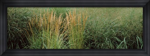 Framed Close-up of Feather Reed Grass (Calamagrostis x acutiflora) Print