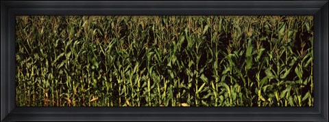 Framed Corn field, New York State Print
