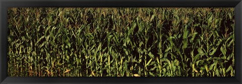 Framed Corn field, New York State Print
