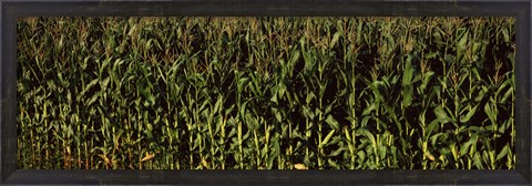 Framed Corn field, New York State Print