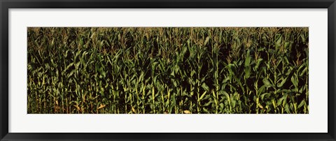 Framed Corn field, New York State Print