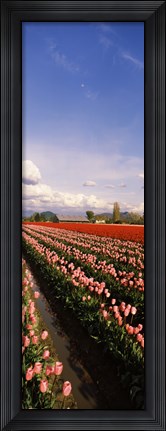 Framed Tulips in a field, Skagit Valley, Washington State (vertical) Print