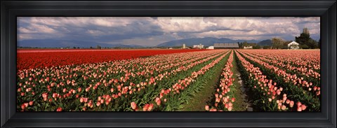 Framed Tulips in a field, Skagit Valley, Washington State (horizontal) Print