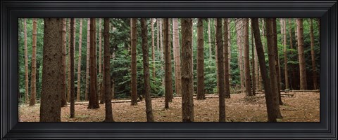 Framed Trees in a forest, New York City, New York State, USA Print
