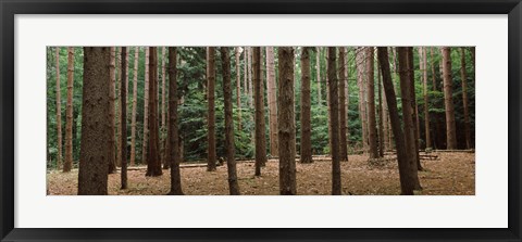 Framed Trees in a forest, New York City, New York State, USA Print