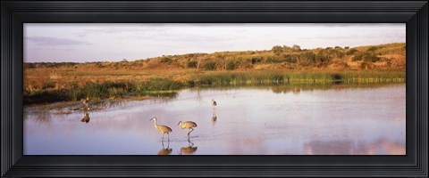 Framed Sandhill cranes (Grus canadensis) in a pond at a celery field, Sarasota, Sarasota County, Florida Print