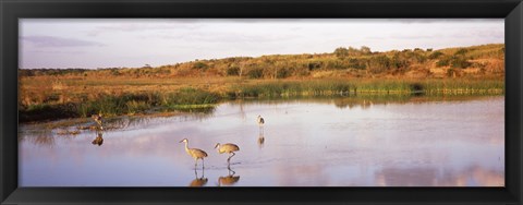 Framed Sandhill cranes (Grus canadensis) in a pond at a celery field, Sarasota, Sarasota County, Florida Print