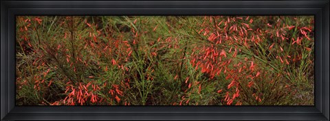 Framed Flowers on coral plants (Russelia equisetiformis), Longboat Key, Manatee County, Florida Print