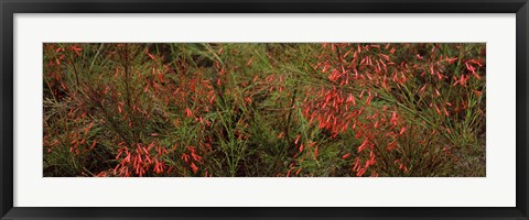 Framed Flowers on coral plants (Russelia equisetiformis), Longboat Key, Manatee County, Florida Print