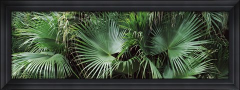 Framed Close-up of palm leaves, Joan M. Durante Park, Longboat Key, Florida, USA Print