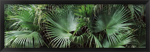 Framed Close-up of palm leaves, Joan M. Durante Park, Longboat Key, Florida, USA Print