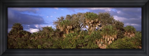 Framed Trees in a forest, Venice, Sarasota County, Florida, USA Print