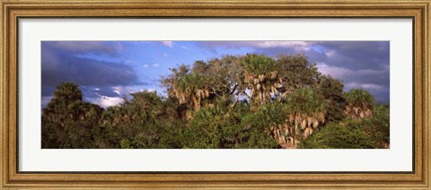Framed Trees in a forest, Venice, Sarasota County, Florida, USA Print