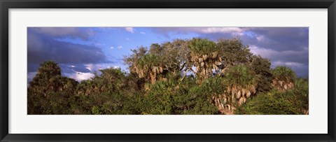 Framed Trees in a forest, Venice, Sarasota County, Florida, USA Print