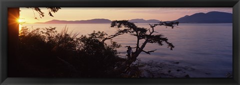 Framed Silhouette of trees at seaside, Rosario Strait, San Juan Islands, Washington State, USA Print