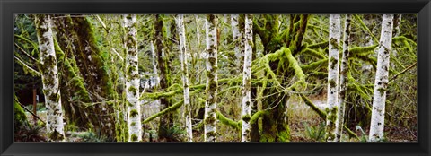 Framed Mossy Birch trees in a forest, Lake Crescent, Olympic Peninsula, Washington State, USA Print