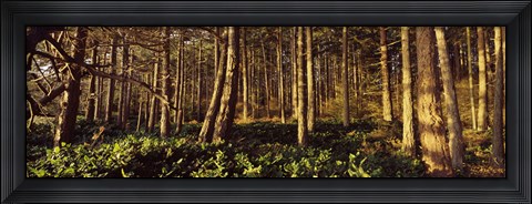 Framed Trees and salals in a forest at sunset, Whidbey Island, Island County, Washington State, USA Print