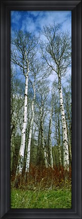 Framed Birch trees in a forest, US Glacier National Park, Montana, USA Print