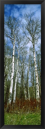 Framed Birch trees in a forest, US Glacier National Park, Montana, USA Print